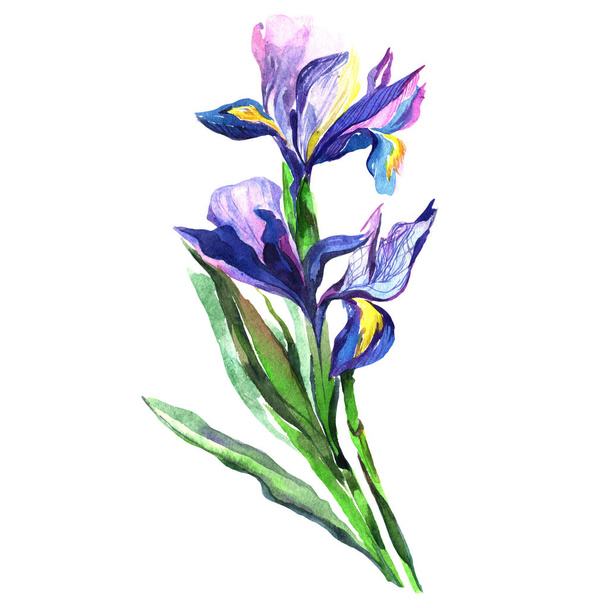 Wildflower iris flower w stylu przypominającym akwarele na białym tle. - Zdjęcie, obraz