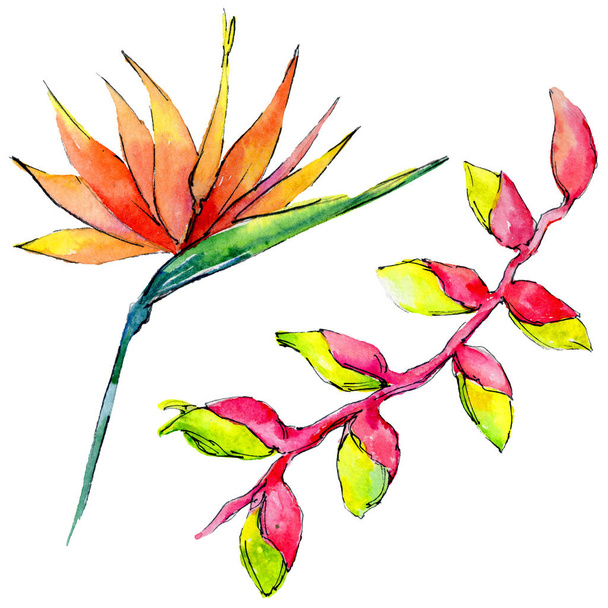 Tropical Hawaii leaves in a watercolor style isolated. - Φωτογραφία, εικόνα
