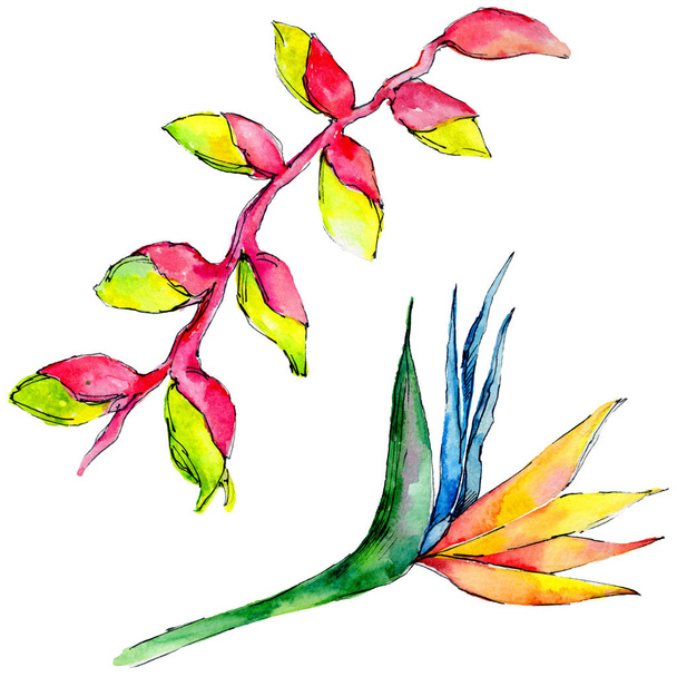 Tropical Hawaii leaves in a watercolor style isolated. - Φωτογραφία, εικόνα