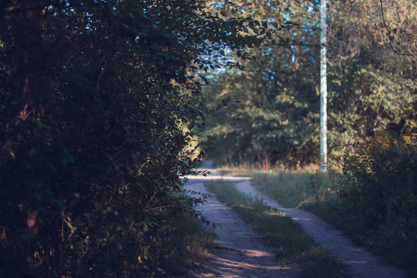 Autumn path in a park with trees. - Fotoğraf, Görsel