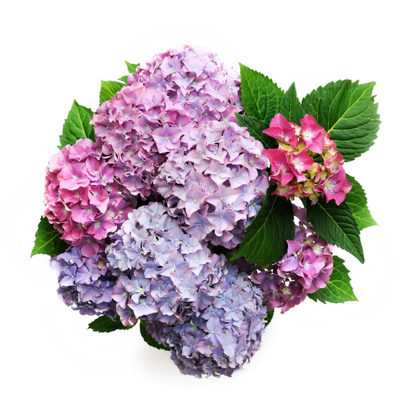 kleurrijke hortensia - Foto, afbeelding