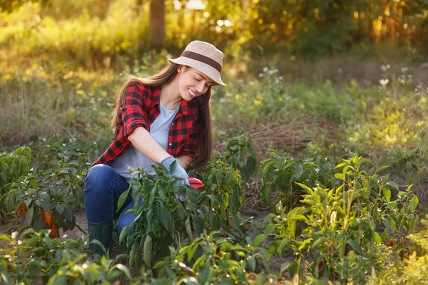 kadın bahçıvan dolmalık biber ile - Fotoğraf, Görsel
