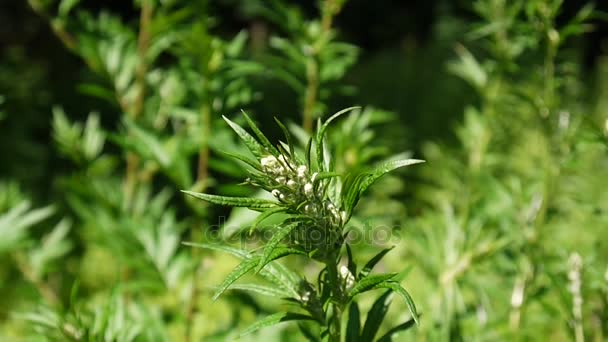 Artemisia vulgaris taze tıbbi bitki Hd - Video, Çekim