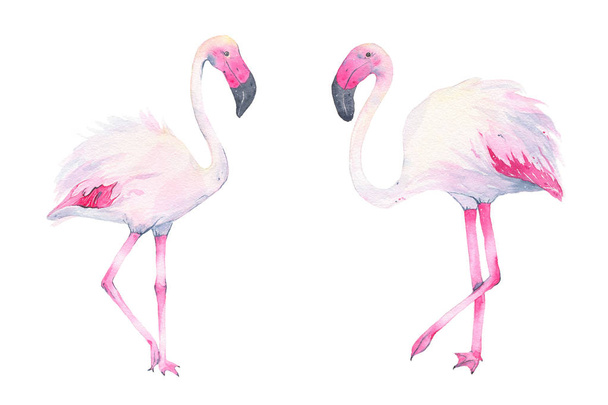 Akvarell, kézzel festett trópusi rózsaszín flamingó a elszigetelt fehér háttér - Fotó, kép