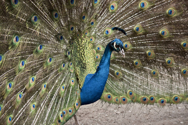 Pavo real Mostrando plumas
 - Foto, imagen
