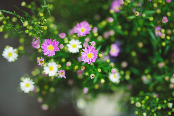 kaunis koristeltu kukkakimppu
 - Valokuva, kuva