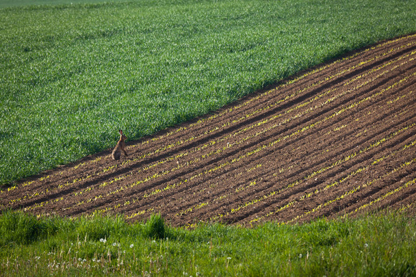 lapin sur un champ labouré
 - Photo, image