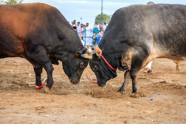 Stierkämpfe im traditionellen Wettbewerb - Foto, Bild