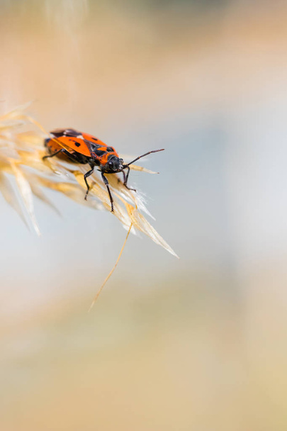 Çimenlerin üzerinde duran Firebug'ı - Fotoğraf, Görsel