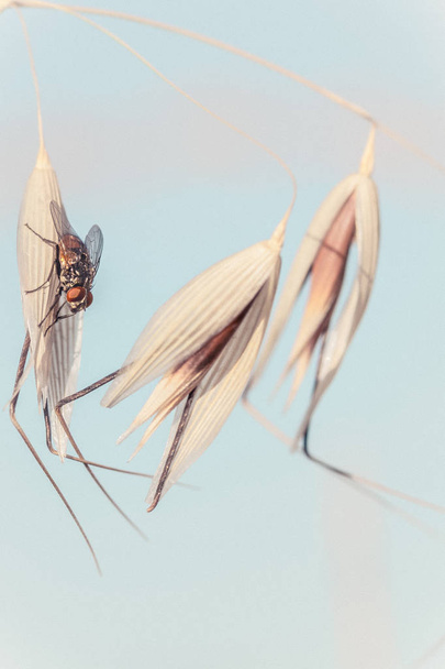 Урожай fly фото
 - Фото, зображення