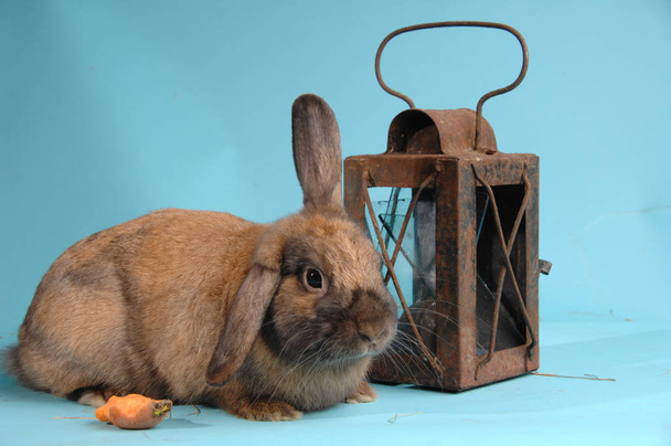 Kırmızı lop-eared tavşan ile antika fener - Fotoğraf, Görsel