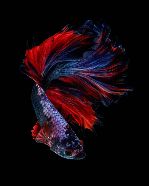 Color de energía betta peces "Rosetail betta fantasía" aislado sobre fondo negro Concepto de Bellas Artes
. - Foto, Imagen