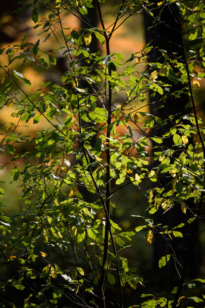 горящие листья красной березы в сухую солнечную осень
 - Фото, изображение