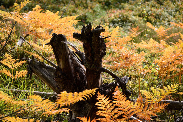 Feuilles de fougère rouge brûlantes en automne sec et ensoleillé avec vieux bois sec
 - Photo, image