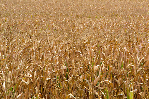 Corn field, ready for harvest - Fotó, kép