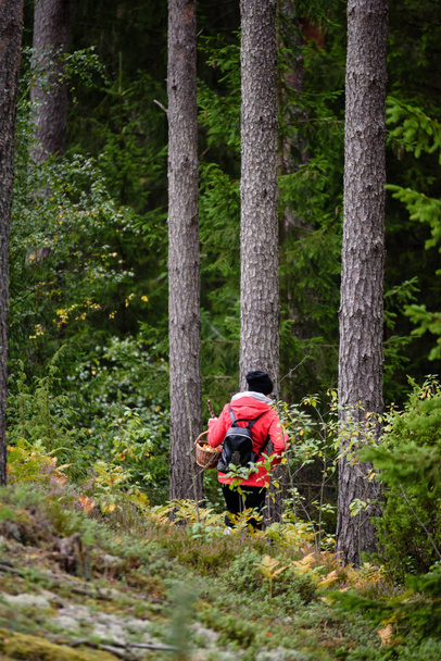 mujer joven con chaqueta roja disfrutando de la naturaleza en el bosque. Letonia
 - Foto, Imagen
