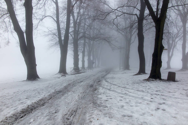 霧で冬の日の古い公園 - 写真・画像