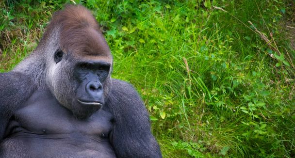 Gorilla relaxing in grass - Photo, Image