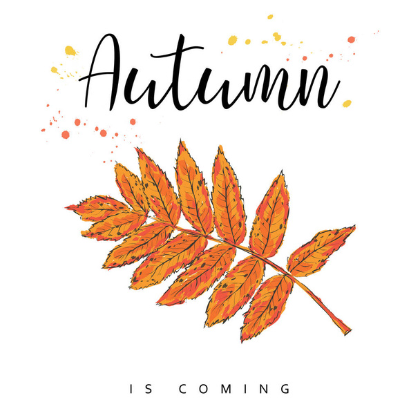 Autumn is coming. Autumn leaves. Hand drawn vector illustration. - Vector, Image
