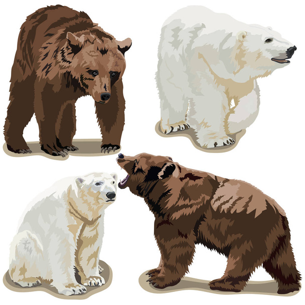 Eisbären und Braunbären - Vektor, Bild