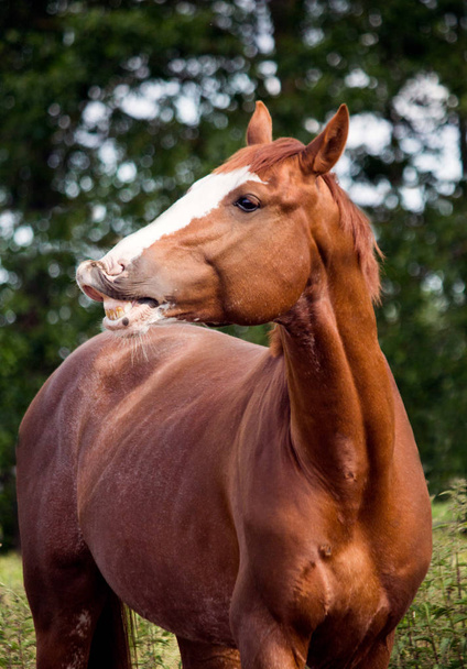 Портрет смешной каштановой лошади, улыбающейся
 - Фото, изображение