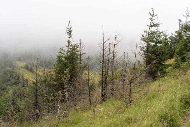 Fenyő erdő, a hegyek lejtőin. Borús időben, ködben. - Fotó, kép