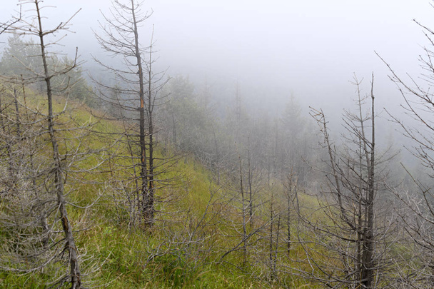 Floresta de abeto nas encostas das montanhas. Tempo nublado, nevoeiro. Cárpatos, Ucrânia
. - Foto, Imagem