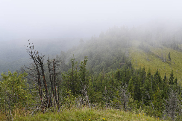 Fenyő erdő, a hegyek lejtőin. Borús időben, ködben. Kárpátok, Ukrajna. - Fotó, kép