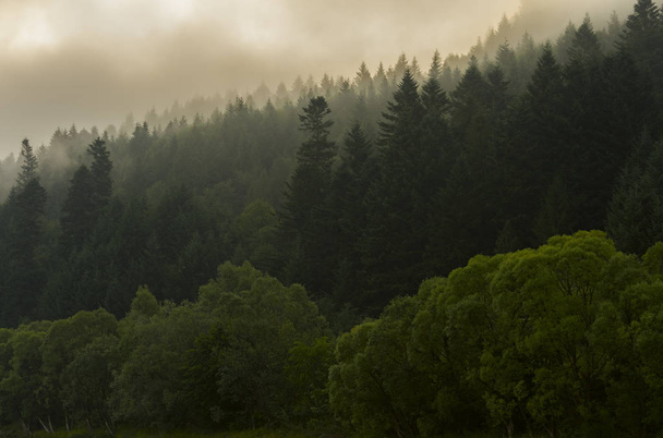 Fir forest on the slopes of the mountains. Overcast weather, fog. Carpathians, Ukraine. - Photo, Image