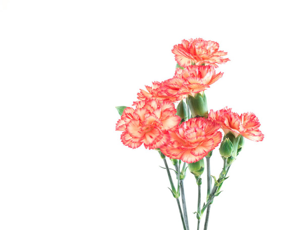 Close up of carnations on white background. - Photo, Image
