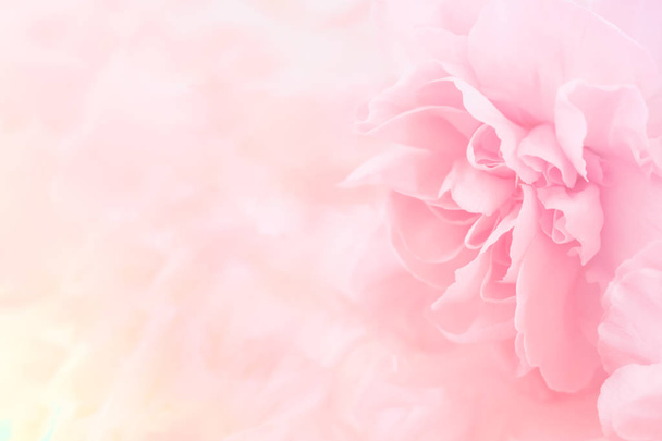 Pink Carnation Flowers Bouquet on soft filter background.  - Zdjęcie, obraz