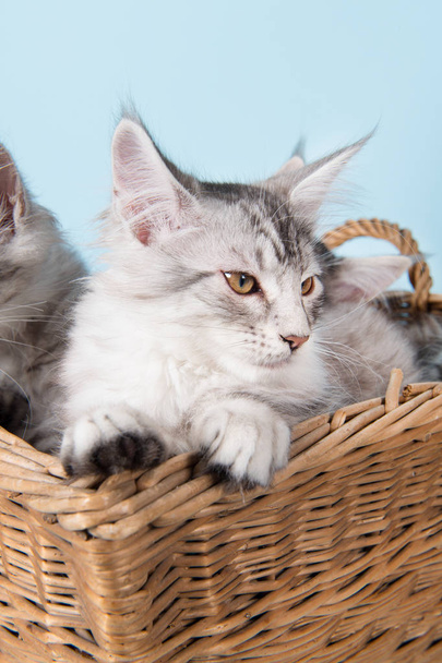 Maine coon kittens in basket - Photo, image