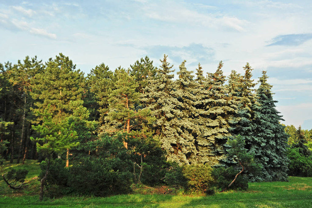 Herdem yeşil çam ağacı - Fotoğraf, Görsel