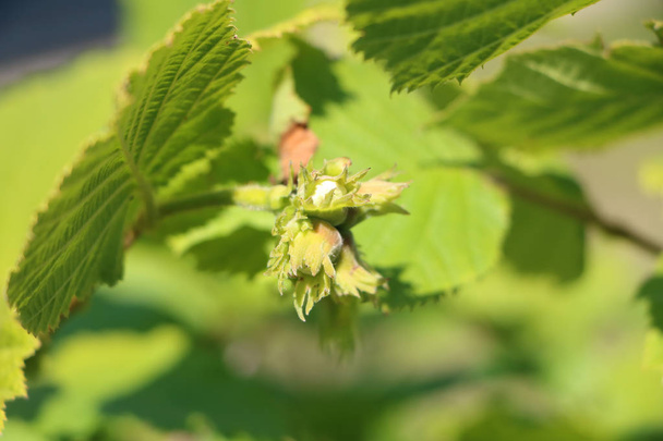 Maturation of hazelnuts on branch, focused on foreground - Photo, Image