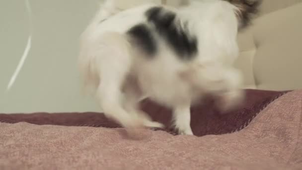 Papillon Continental Toy Spaniel puppy plays funny with ball stock footage video - Séquence, vidéo