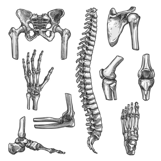 Bone and joint sketches set for medicine design - Vector, Image