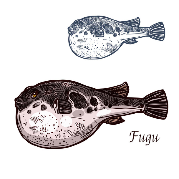 Fugu fish sketch of japanese pufferfish - Vector, Image
