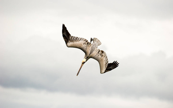 Pelicano Mergulho voador
 - Foto, Imagem