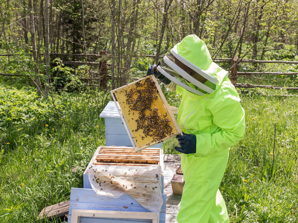 Bee-keeper neemt honeycombs - Foto, afbeelding