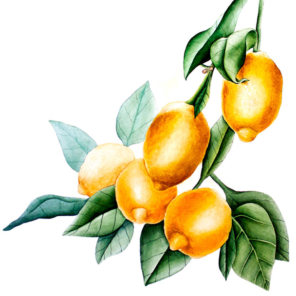 watarcolor lemon image - Foto, imagen
