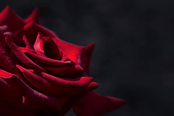 Rosa vermelha brilhante
 - Foto, Imagem