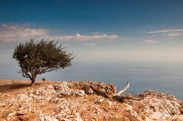 Pear Tree on Crimean mountain  - Photo, Image