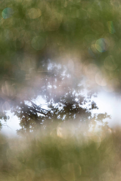 árvore refletida na água
  - Foto, Imagem