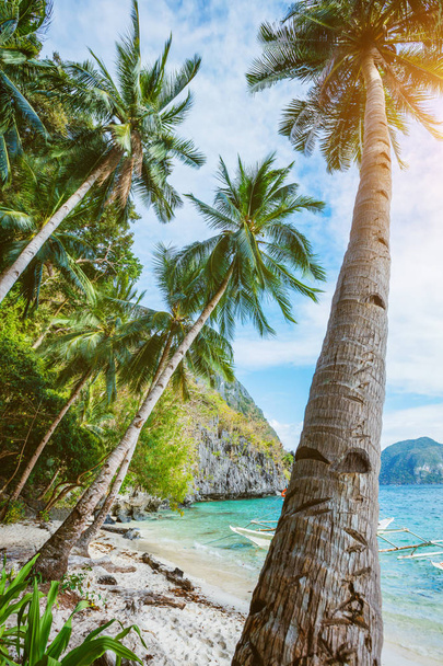 Vista da praia tropical agradável com palmas
 - Foto, Imagem