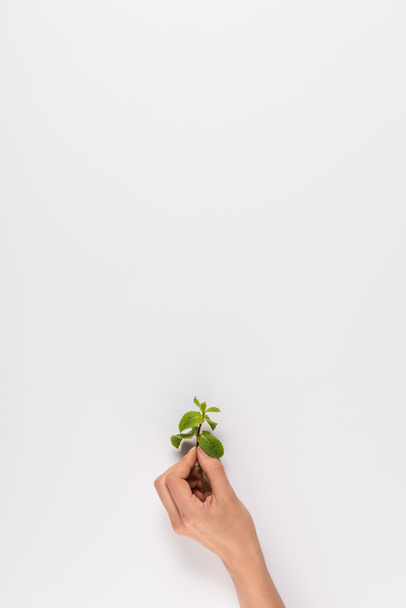 hand holding mint leaf - Фото, зображення