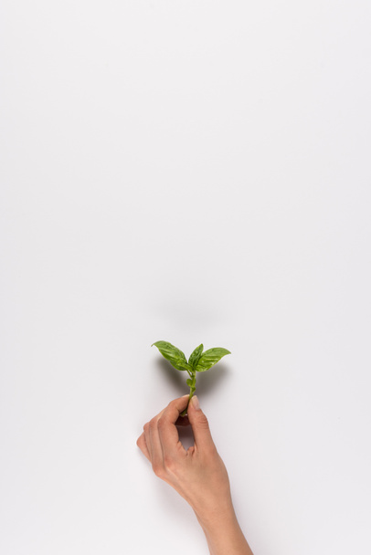 hand holding mint leaf - Photo, Image