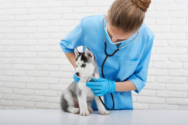 Veterinarian examining little husky puppy - 写真・画像