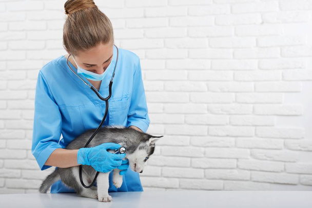 Veterinarian examining little husky puppy - Фото, зображення
