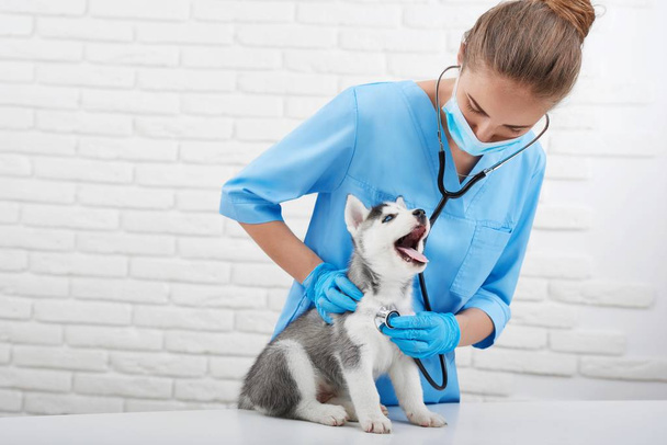 Veterinarian examining little husky puppy - 写真・画像