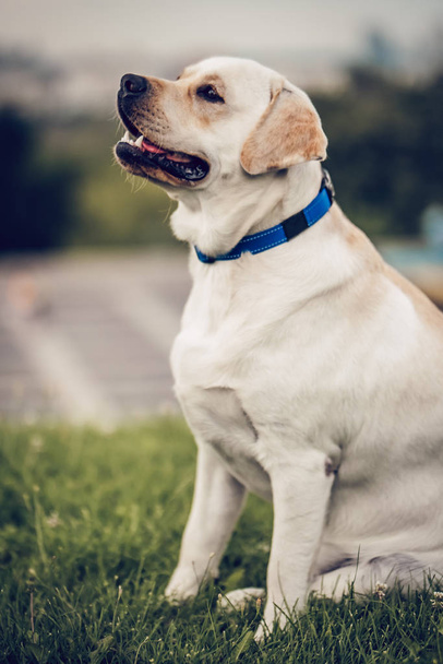 Dog labrador retriever - Photo, image